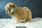 Cachorros de CHow Chow de color rojo - mejor precio | unprecio.es