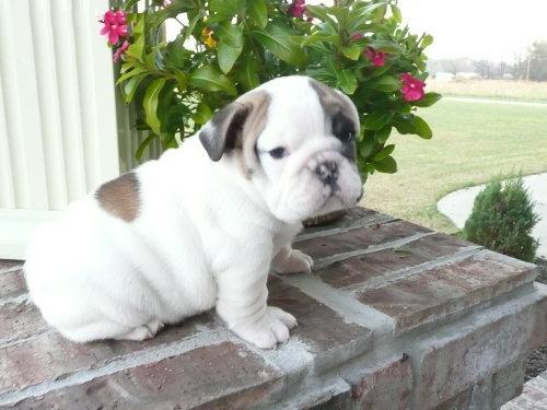 Inglês bulldog cachorrinho