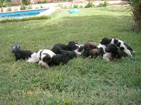 se venden cachorros