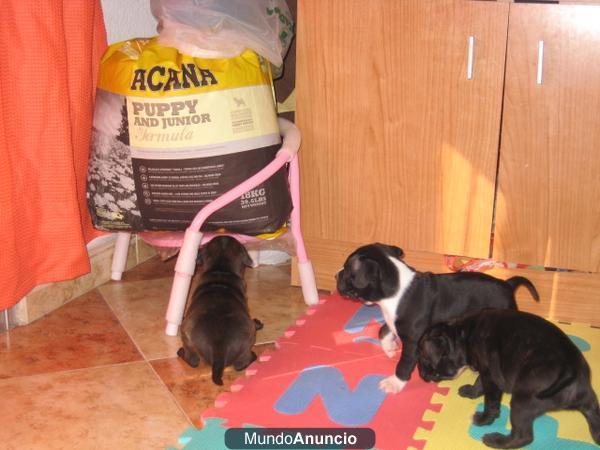 staffordshire bull terrier 3 machos