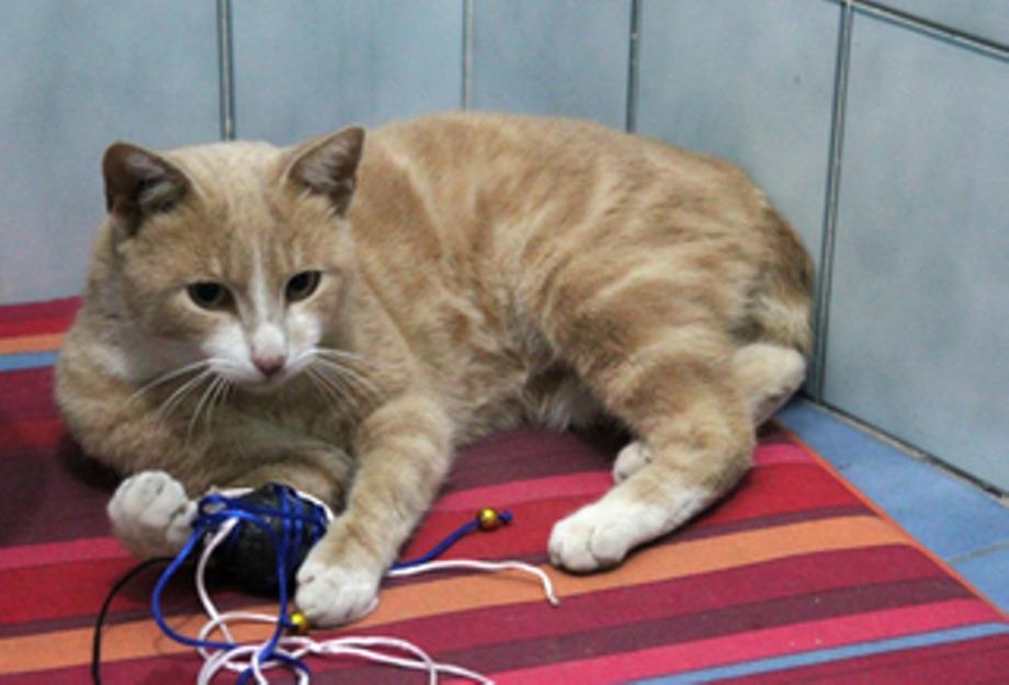 Turrón, gato color crema cariñosísimo en adopción