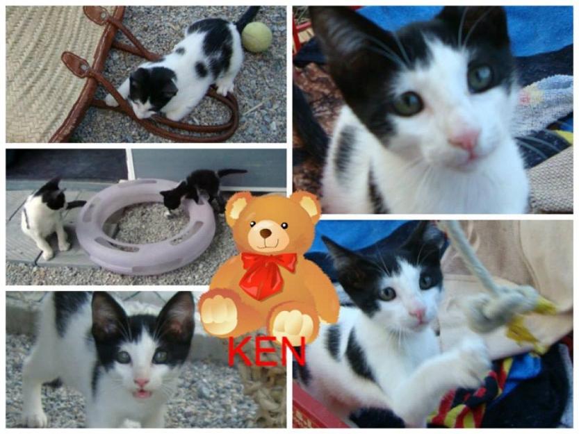 Ken, precioso gatito juguetón busca adoptante