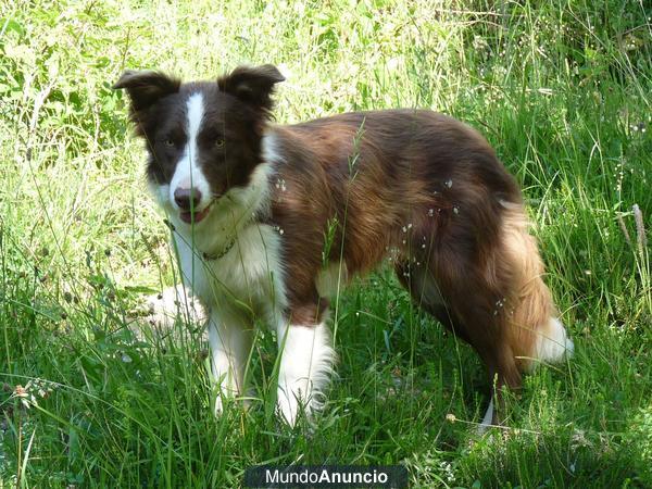 Border Collie Chocolate para montas