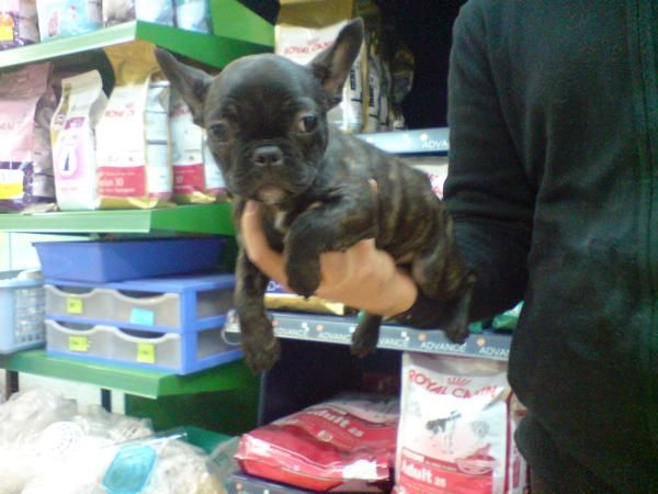 CACHORRITOS DE BULLDOG FRANCES, VARIEDAD DE COLORES 530 EUROS