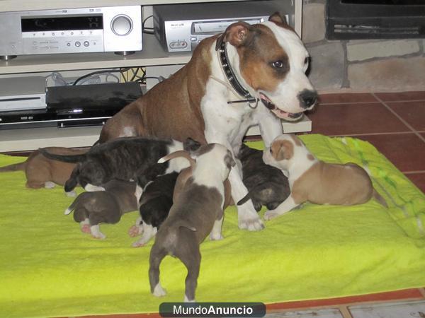 CACHORROS AMERICAN STAFFORD (amstaff) CON PEDIGREE