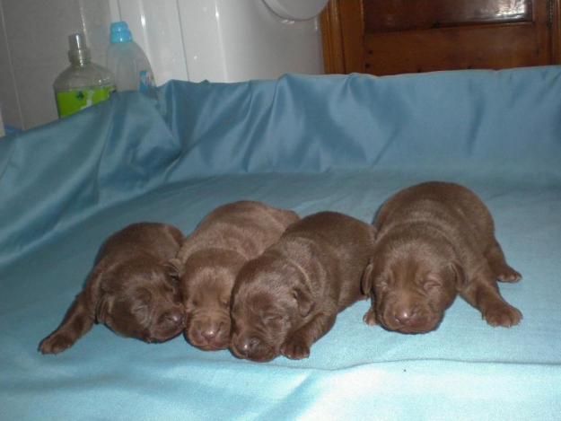 cachorros de labrador chocolate