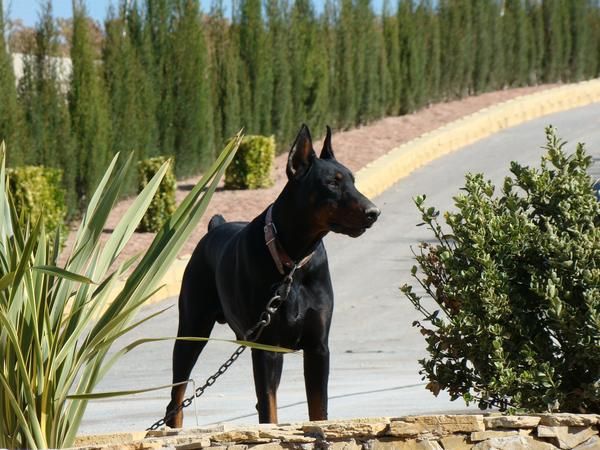 cachorros doberman