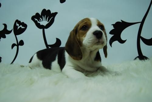 camada de beagle, cachorros de muy buena calidad, tricolor , dos meses de edad