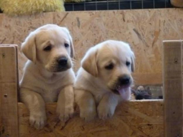 Estupendos Cachorritos de Labrador