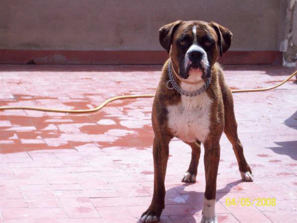 Se ofrece macho boxer para monta