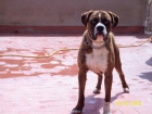 Se ofrece macho boxer para monta - mejor precio | unprecio.es