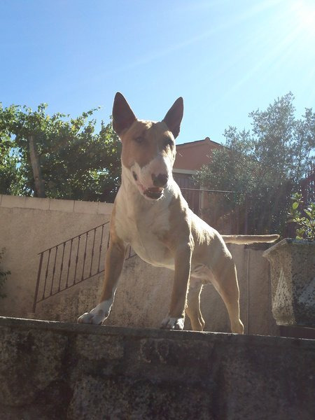 Bull Terrier para montas