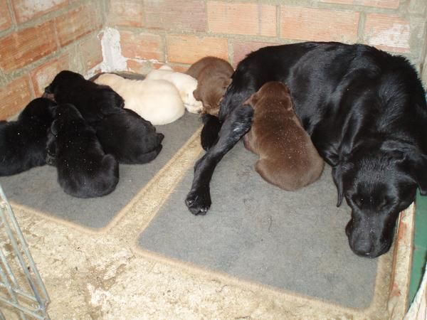 camada de labradores con pedigre