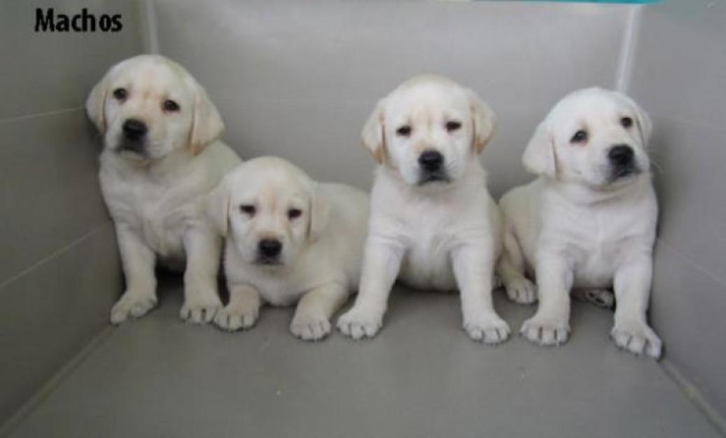 Labrador cachorros se regalo