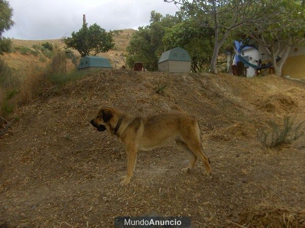 PARTICULAR,CUIDAMOS DE TU PERRO