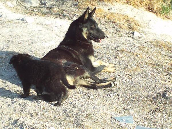 PERRO LOBO,Estupenda camada.