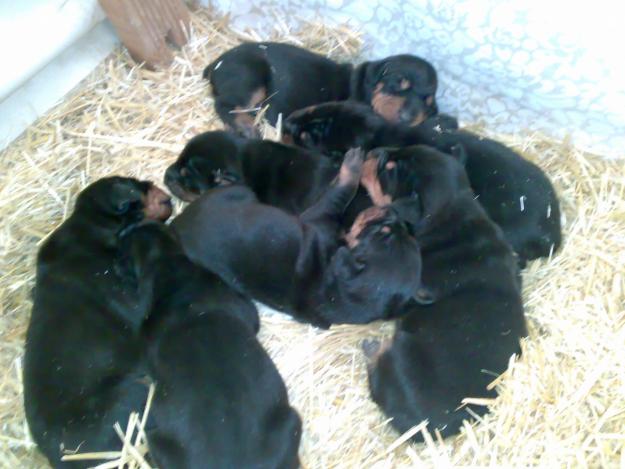 Se ofrecen cachorros de Dobermann