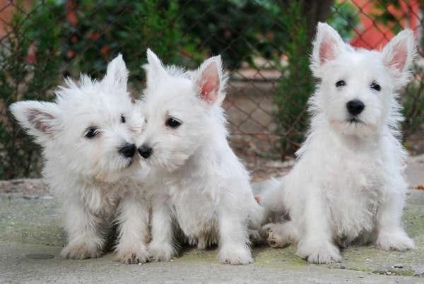 Tu West higland, el cachorro que buscabas