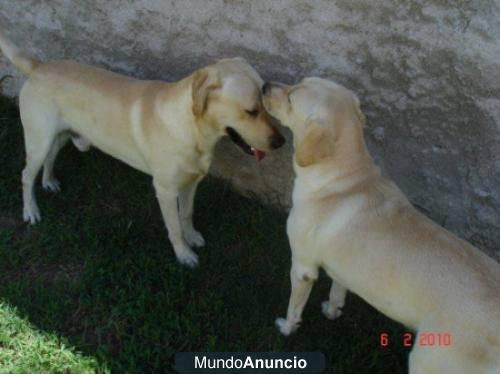 Vendo camada de labradores de diferentes colores, cría particular