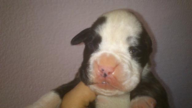 venta de boxer