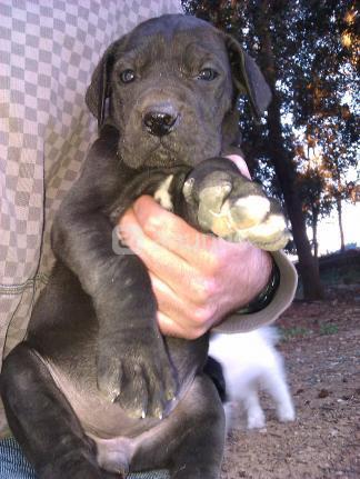 Cachorros Dogo alemán