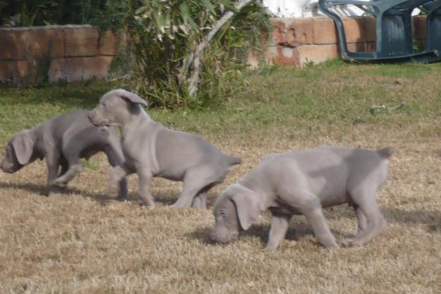 Cachorros de Braco de Weimar