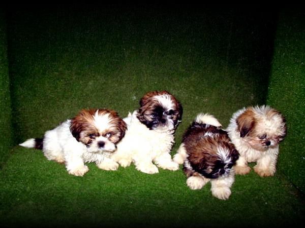 CACHORROS SHIH TZU 270 Euros .:.