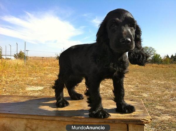 Camada de Cocker Spaniel diferentes colores Informese sin compromiso