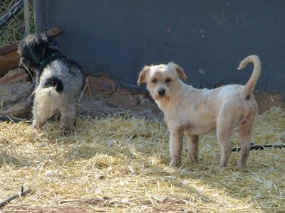 ITO, perro bolita de pelo