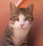 Romeo, gatito especial para adoptante especial- MUY URGENTE