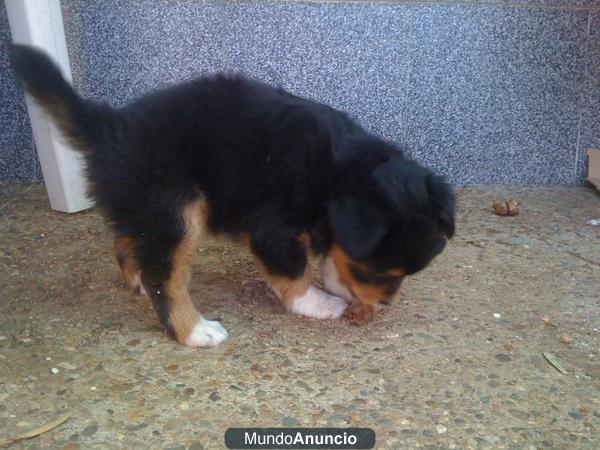 SE REGALAN CACHORROS MUY BONITOS