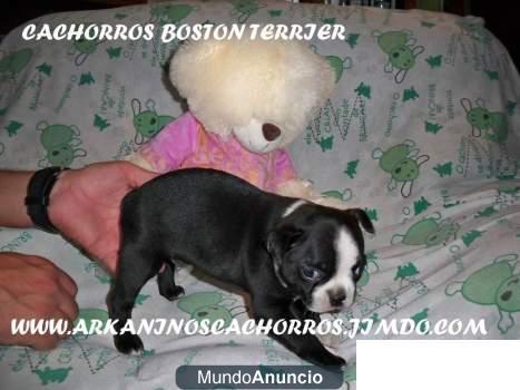 venta de cachorros de diferentes razas de criadero arkaninos