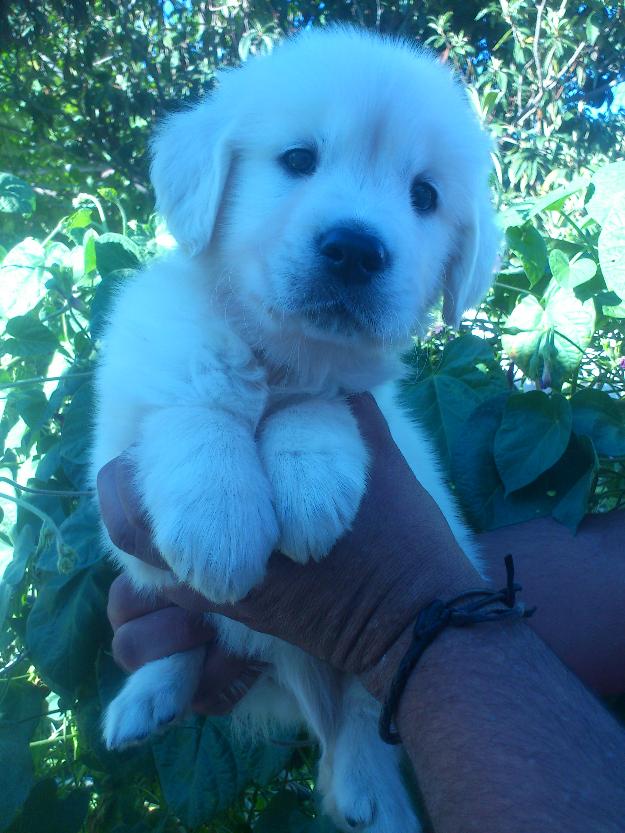 Cachorros golden retriever, espectaculares cachorros