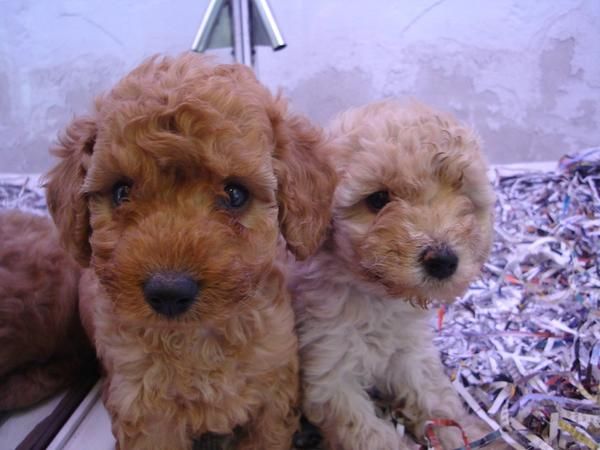 Caniche en venta cachorritos