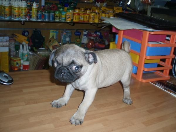 Carlino hembra 360 euros