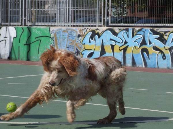 Logan, precioso bretón en adopción