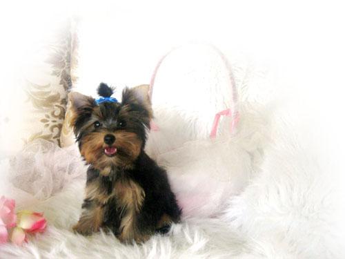 Magnífico cachorro Yorkie