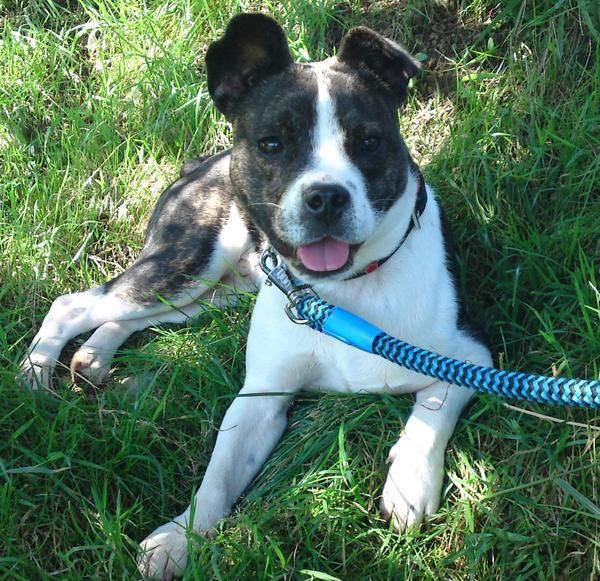 precioso cachorro de american staffordshire