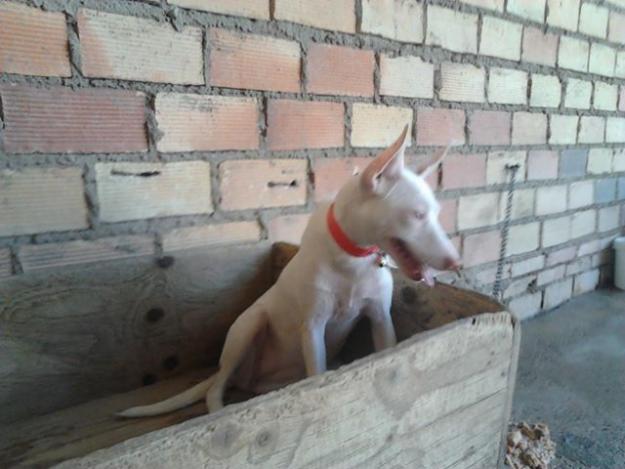 Se vende cachorra podenca andaluza de 7 meses completamente blanca......