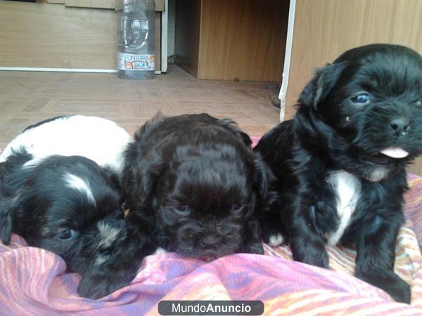 Shih tzu camada