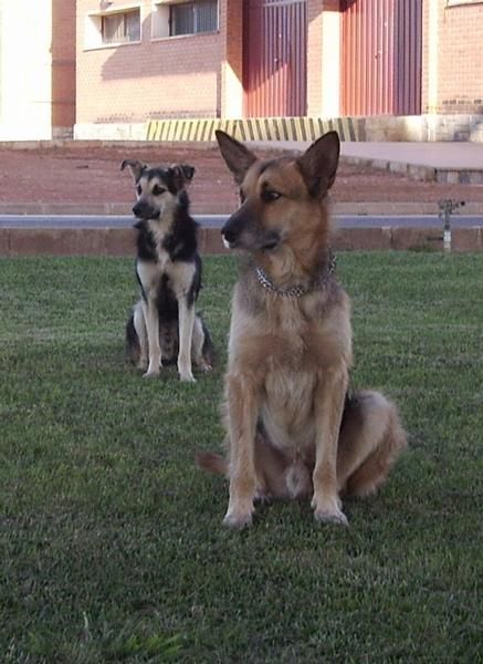 TICO Y RIGODON, PRECIOSOS XPASTOR ALEMAN EN ADOPCION