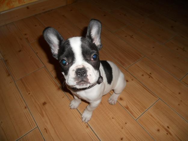 Urgente, vendo macho Bulldog Frances