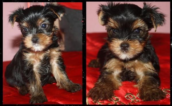 yorkshire terrier