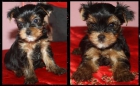 yorkshire terrier - mejor precio | unprecio.es