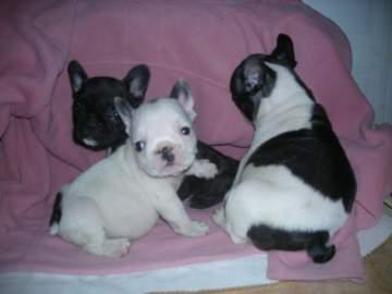 BULLDOG FRANCES DE CALIDAD CACHORROS DE PURA RAZA.