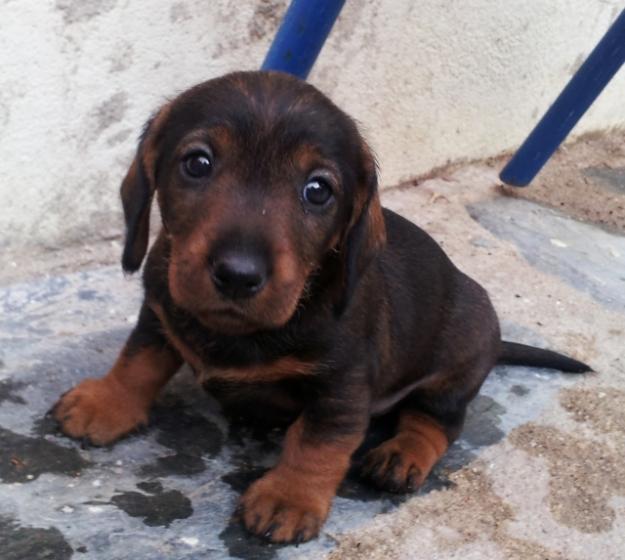 cachorros de teckel