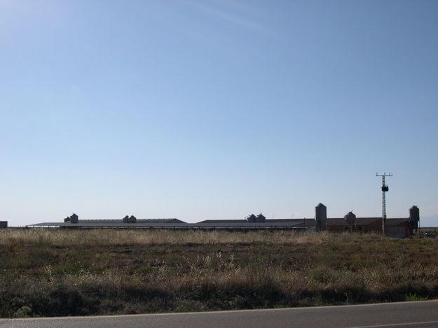 Granja de cerdos en Toledo