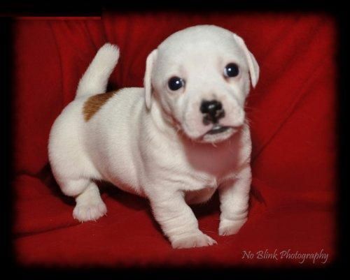 JACK RUSSELL te hace millonario,asturias