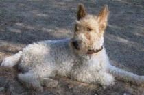 - MILOU (Foxterrier) --ARTURO (xTeckel)-  ADOPTA !!