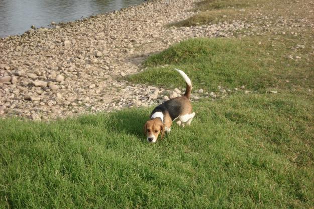 beagle venta camada